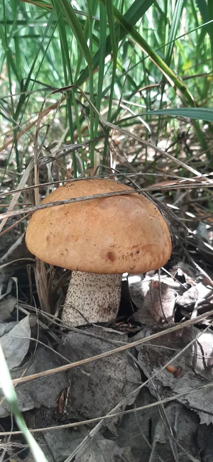 Маринованные подосиновики