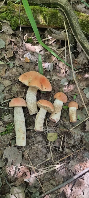 Подосиновики