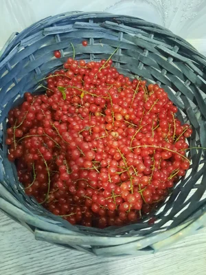 Красной смородины