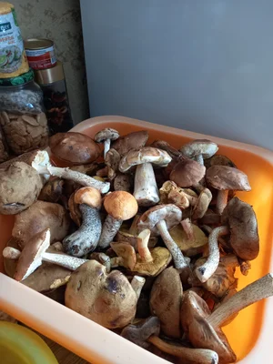 Вешенки летние