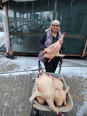 Гусиные яйца