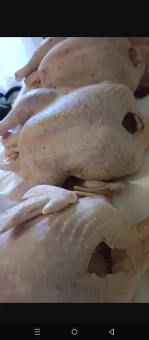 Мясо домашней индюшки