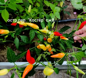 Хабанеро