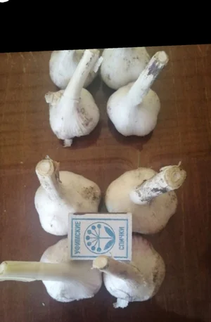 Картофель