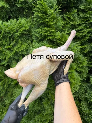 Домашний бройлер