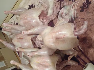 Индейка девочка