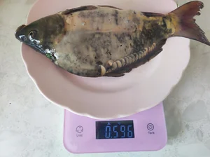 Карп зеркальный