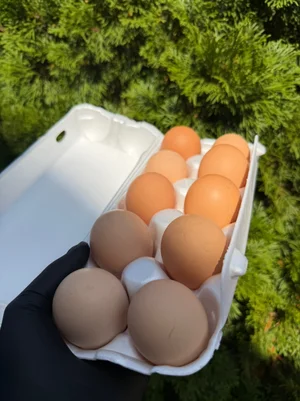 Бройлер курица