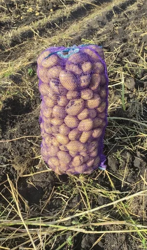 Картофель