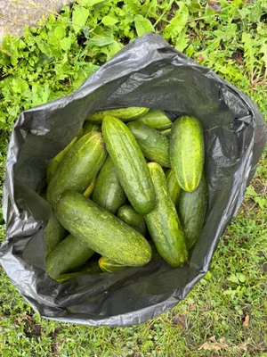 Огурцы