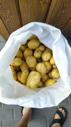 Картофель домашний