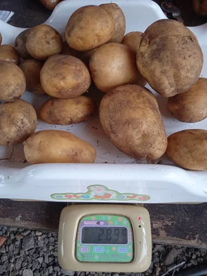 Томаты ровные, крупные