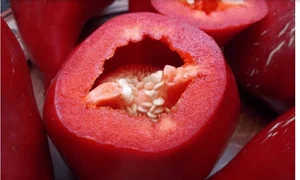 Леся перец семена