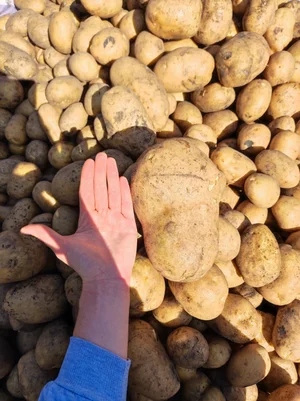 Картофель
