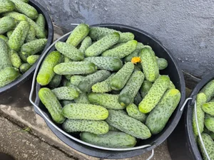 Огурчики