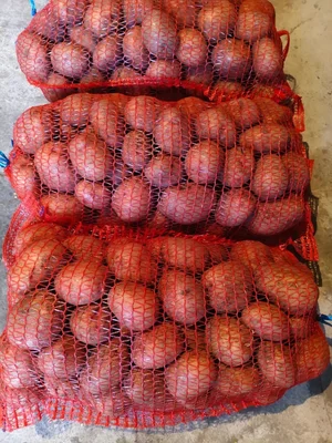 Картофель