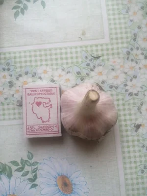 Чеснок