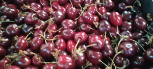Черешня жёлтая и красная