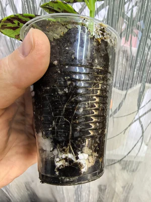 Колеусы, черенки укоренённые