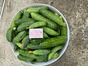 Огурцы для засолки