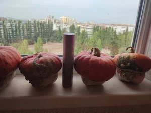 Тыквы декоративные