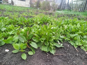 Щавель