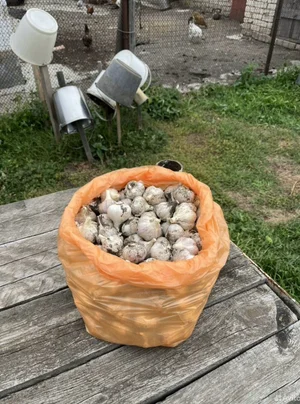 Чеснок