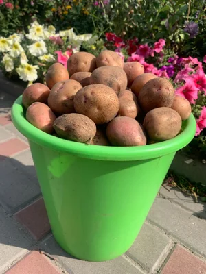 Картошка крупная