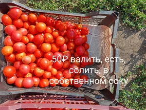 Помидоры