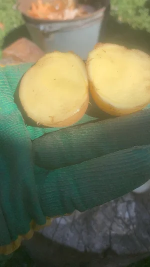 Картошка Кармен