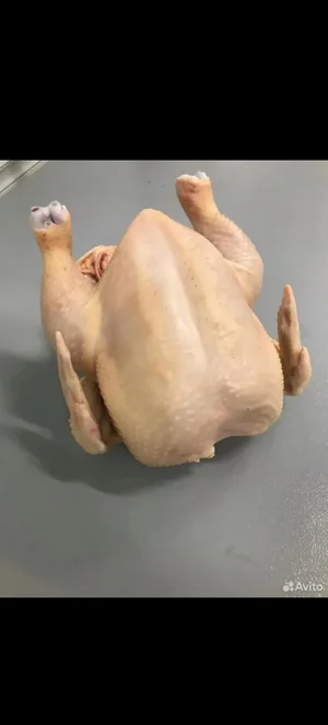 Индейка девочка