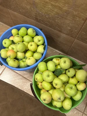 Яблоки грушовка
