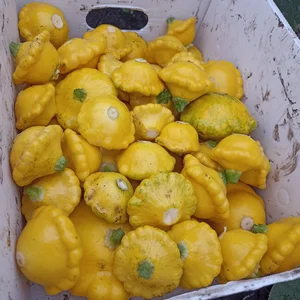 Куриное яйцо