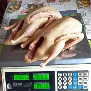 Утка домашняя