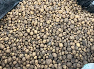Картофель домашний, желтая мякоть, в сетке