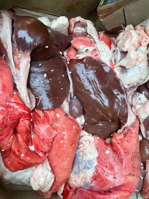 Мясо молодого домашнего барашка