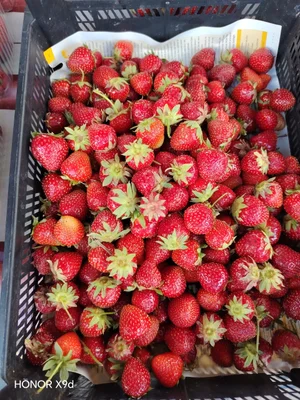 Клубника