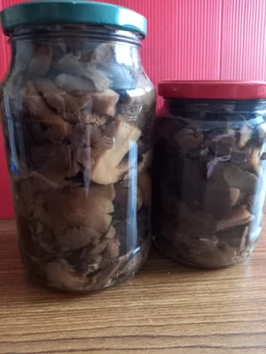 Маринованные грибы вешенки летние