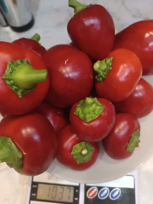Огурцы