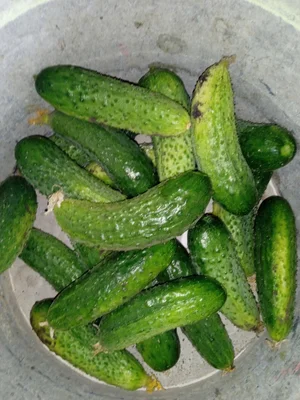 Огурцы грунтовые