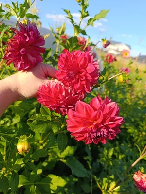 Фасоль