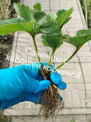 Саженцы клубники