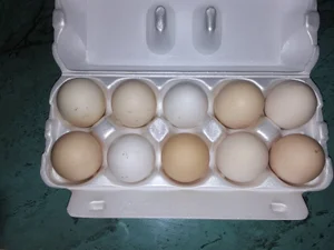Яйца