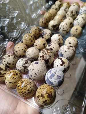 Курочки бройлерные