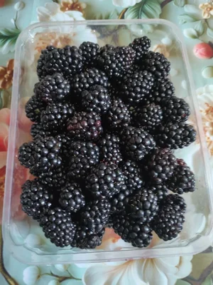 Чеснок