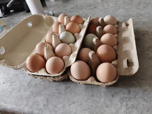 Петушки