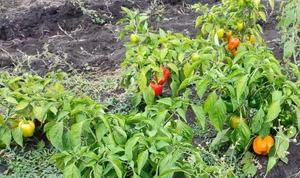 Картофель