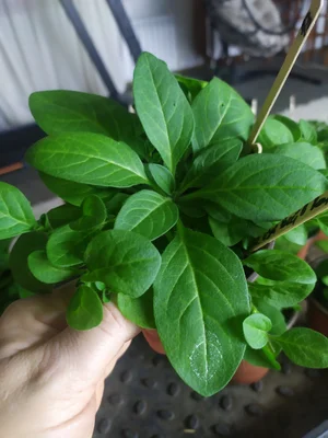 Рассада петунии