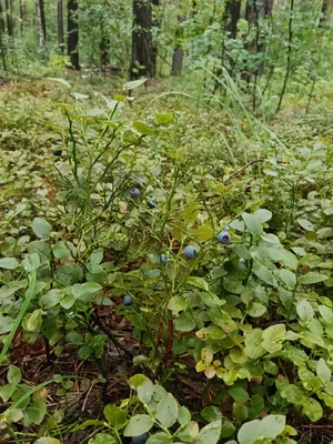 Черника