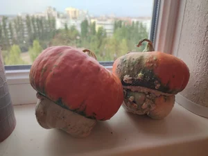 Тыквы декоративные